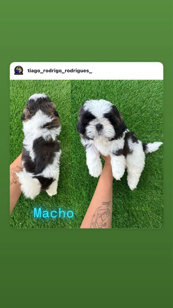 Shihtzu  macho  - Foto 3