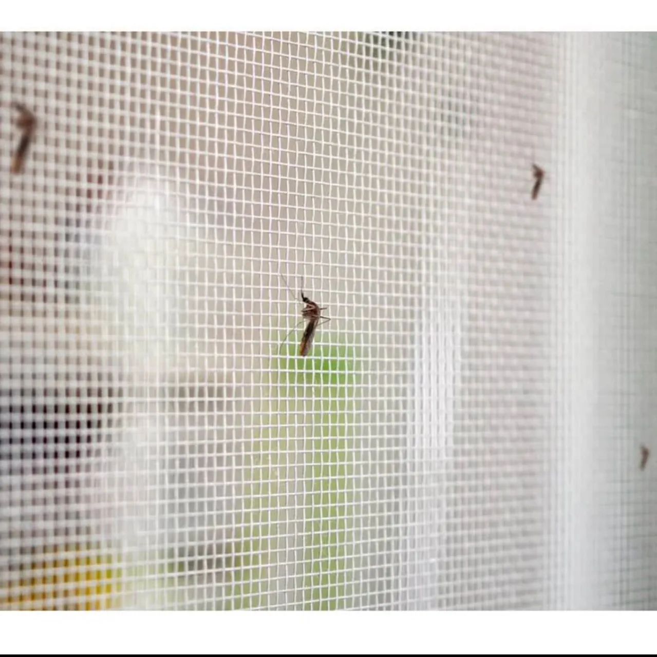 Tela Mosquiteira para Janelas, portas e sacadas - Foto 4