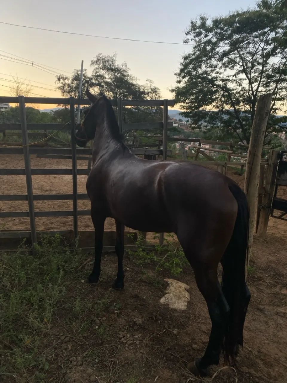 Égua Mangalarga Marchador - Foto 2