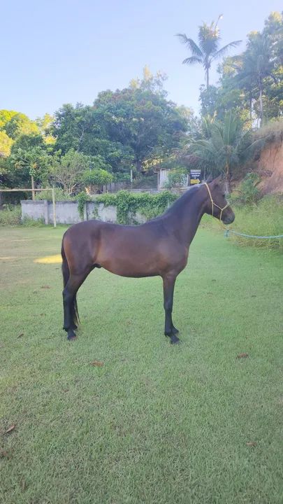Potro Mangalarga Marchador filho do Comandante Elfar 