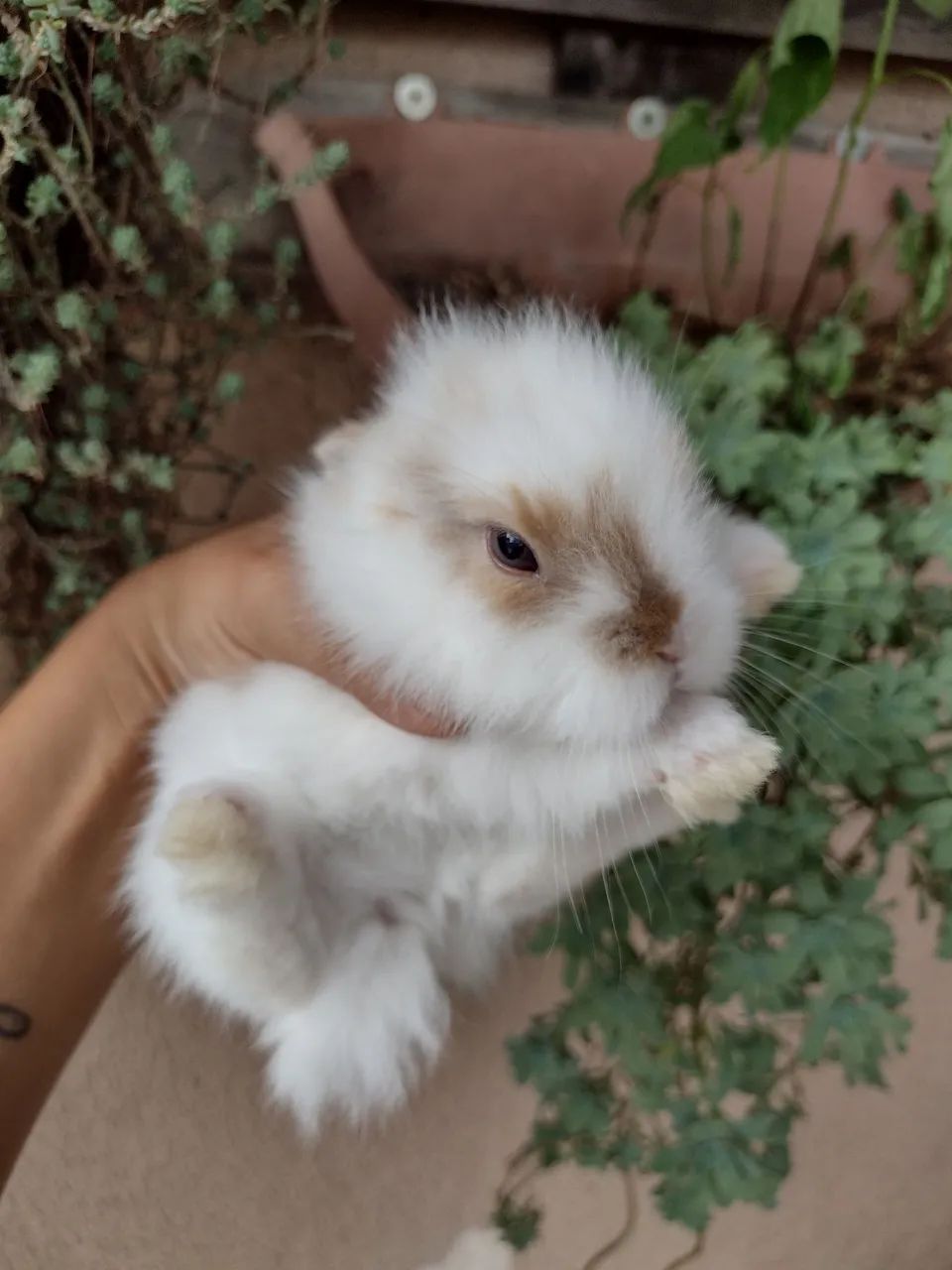 Ninhada mini Lion (reservas) - Foto 5