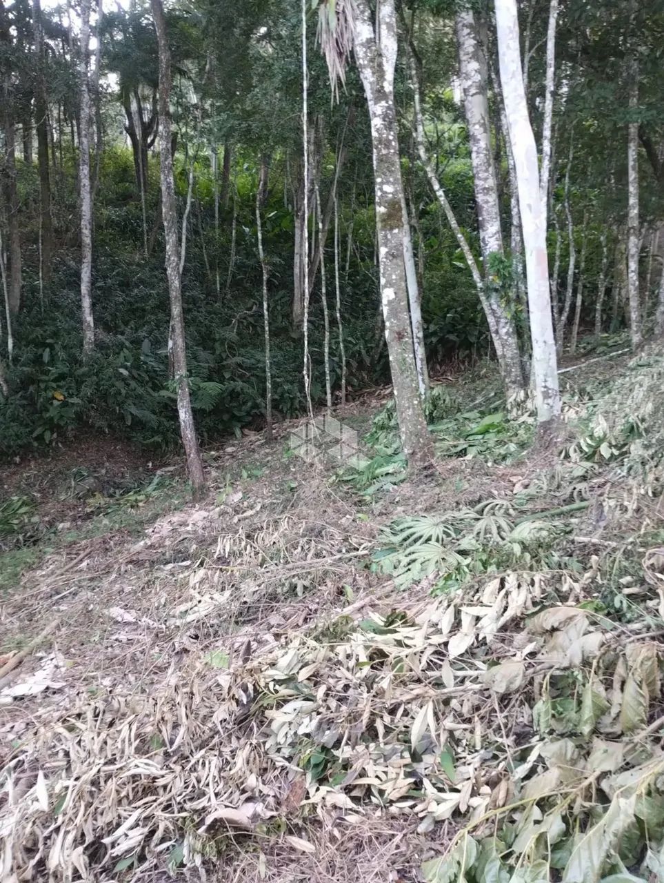Terreno no bairro Forquilhas, em São José - SC - Foto 6