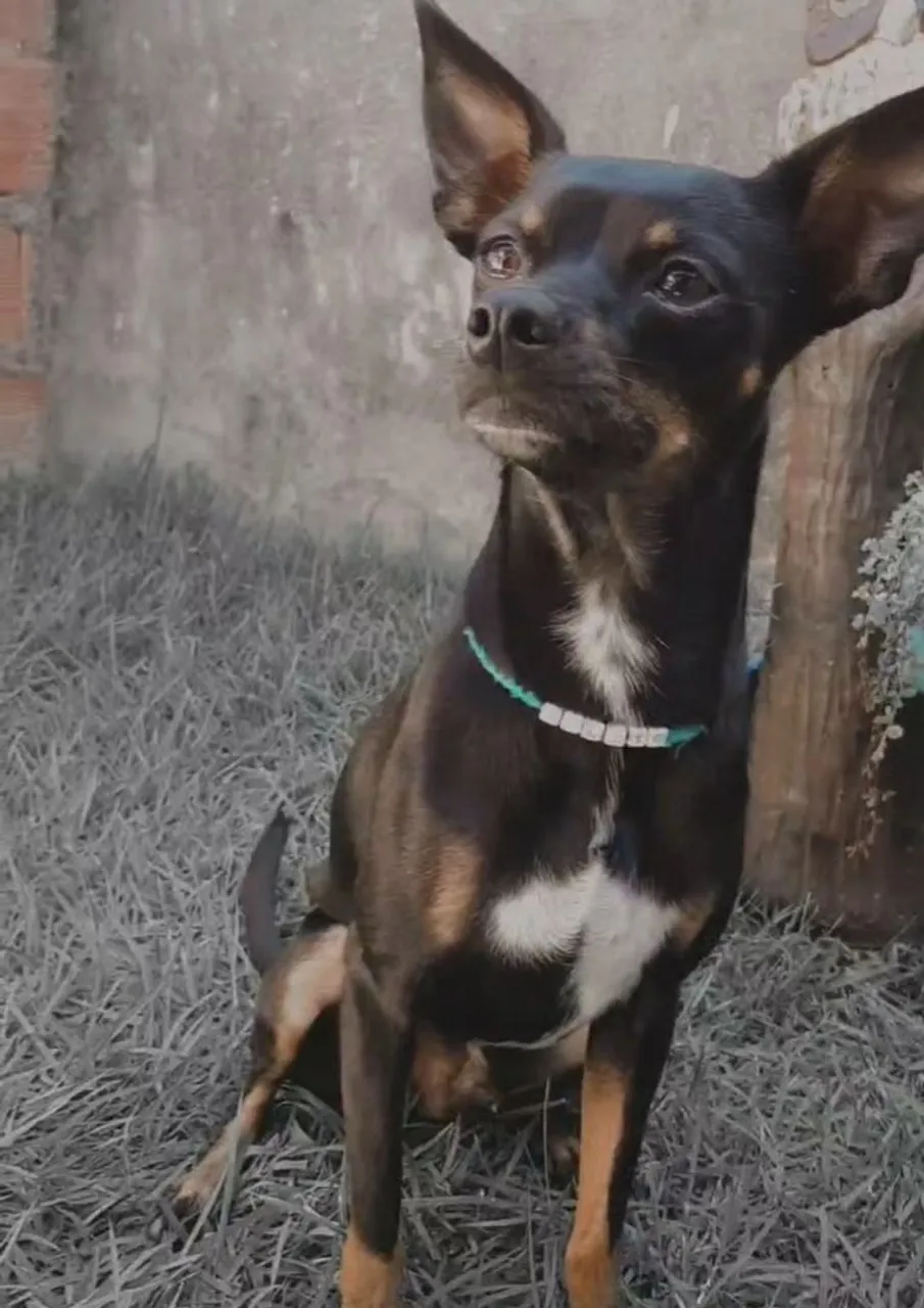 Procuro por uma namorada