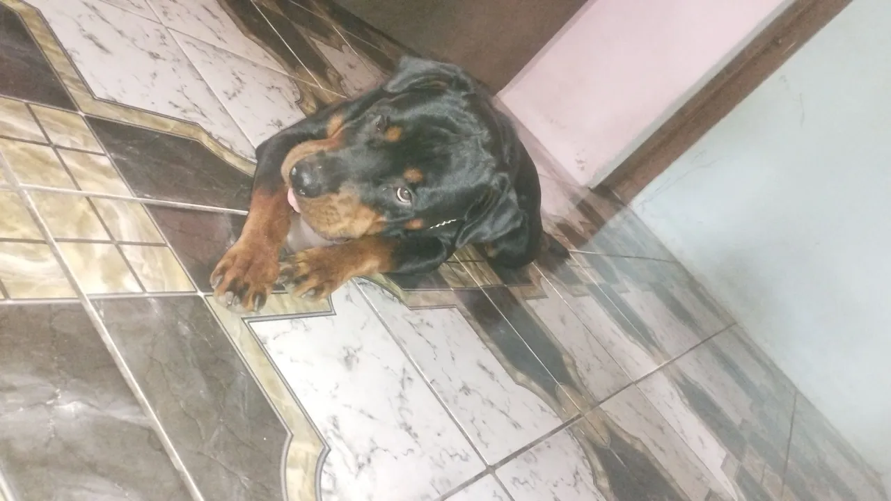 Rottweiler - Cão de Guarda e Companhia