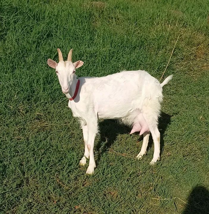 Cabras Saanen  - Foto 3