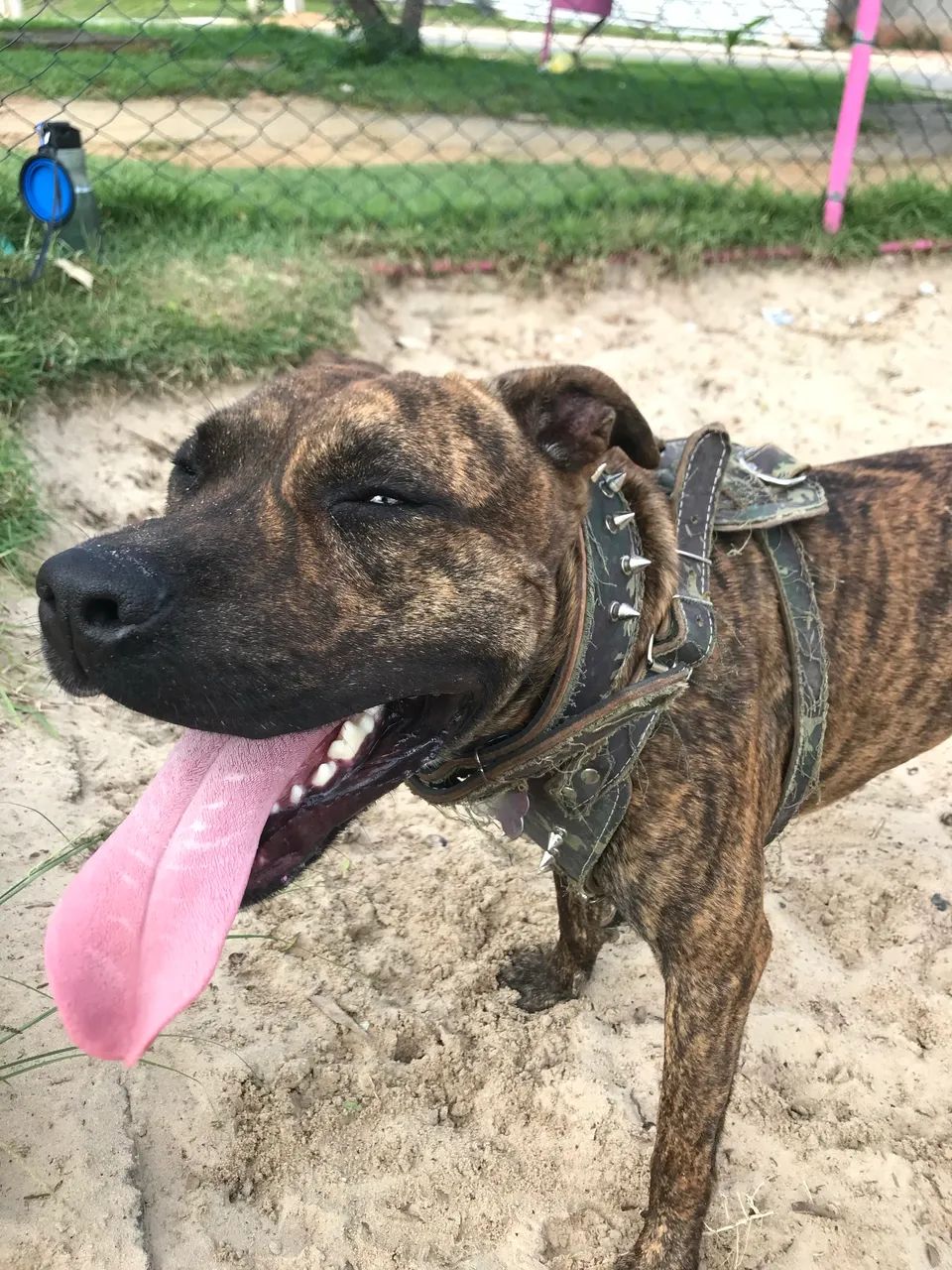 Pitbull Adulto - Doação Responsável - Lauro de Freitas/BA - Foto 4