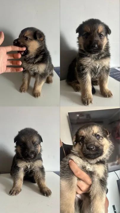 Filhote de Pastor Alemão - Foto 6
