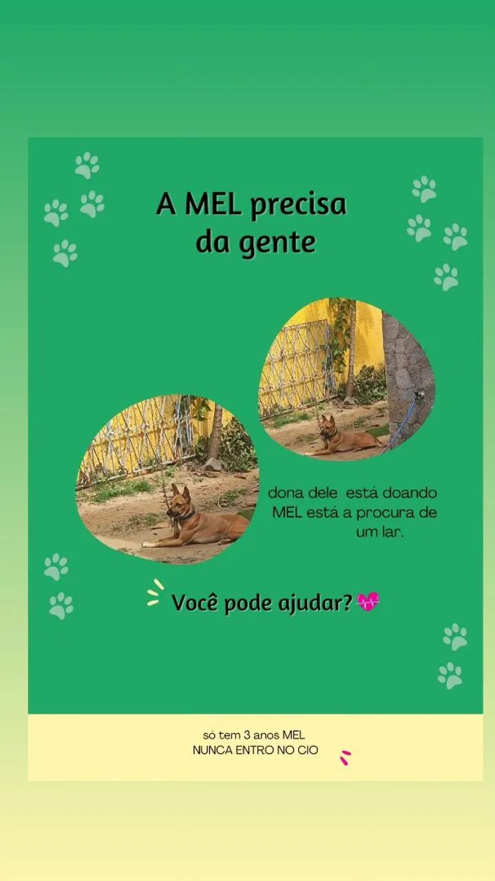 MEL precisa de um lar!