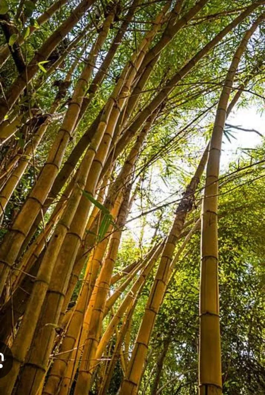 DOA-SE ... VIR...CORTAR...E LEVAR... bambu para Decoração e Paisagismo