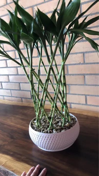 Planta Bambu da Sorte em Vaso Decorativo - Foto 4