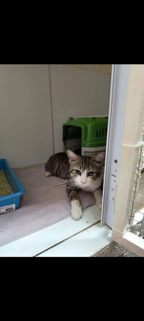 Gato disponível para adoção - Foto 4