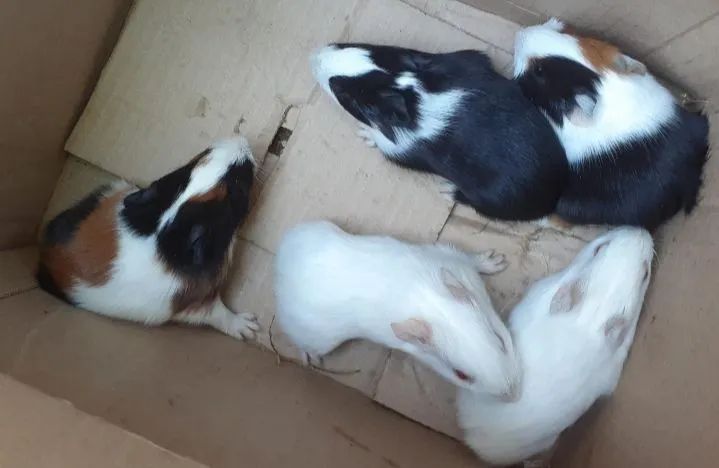 Guinea Pigs64551630417410120