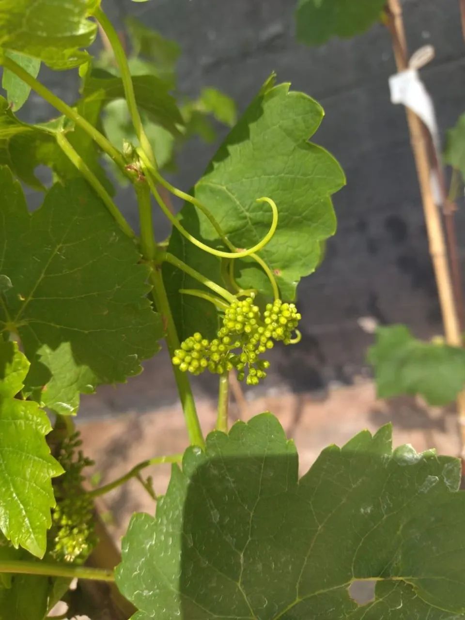 Mudas Frutíferas Enxertadas 
