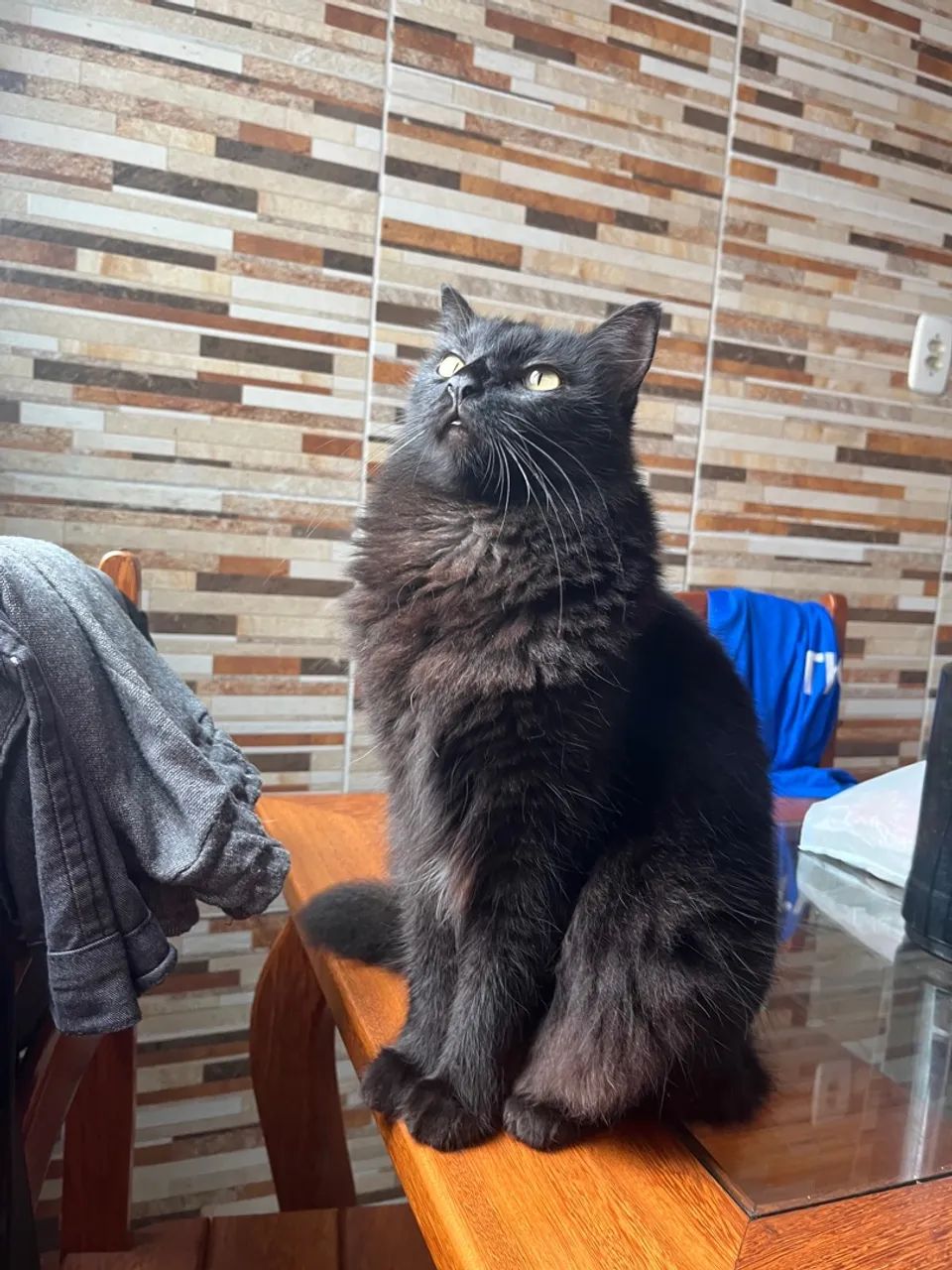 Gatinho fofo para adoção! - Foto 3