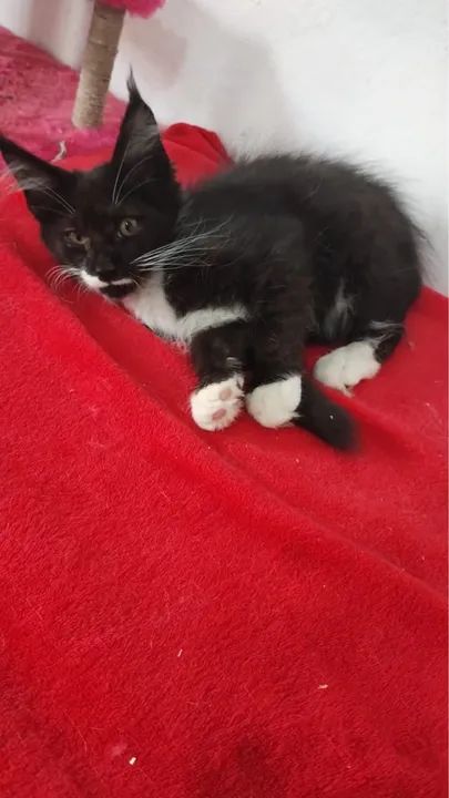 Maine conn parcele em até 10x - Foto 2