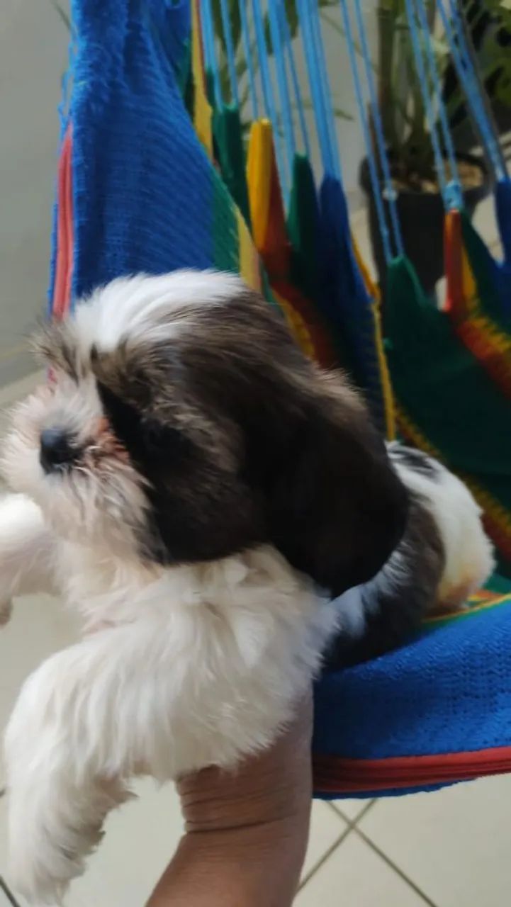 Vendo um lindo filhotinho de Shitzu macho 