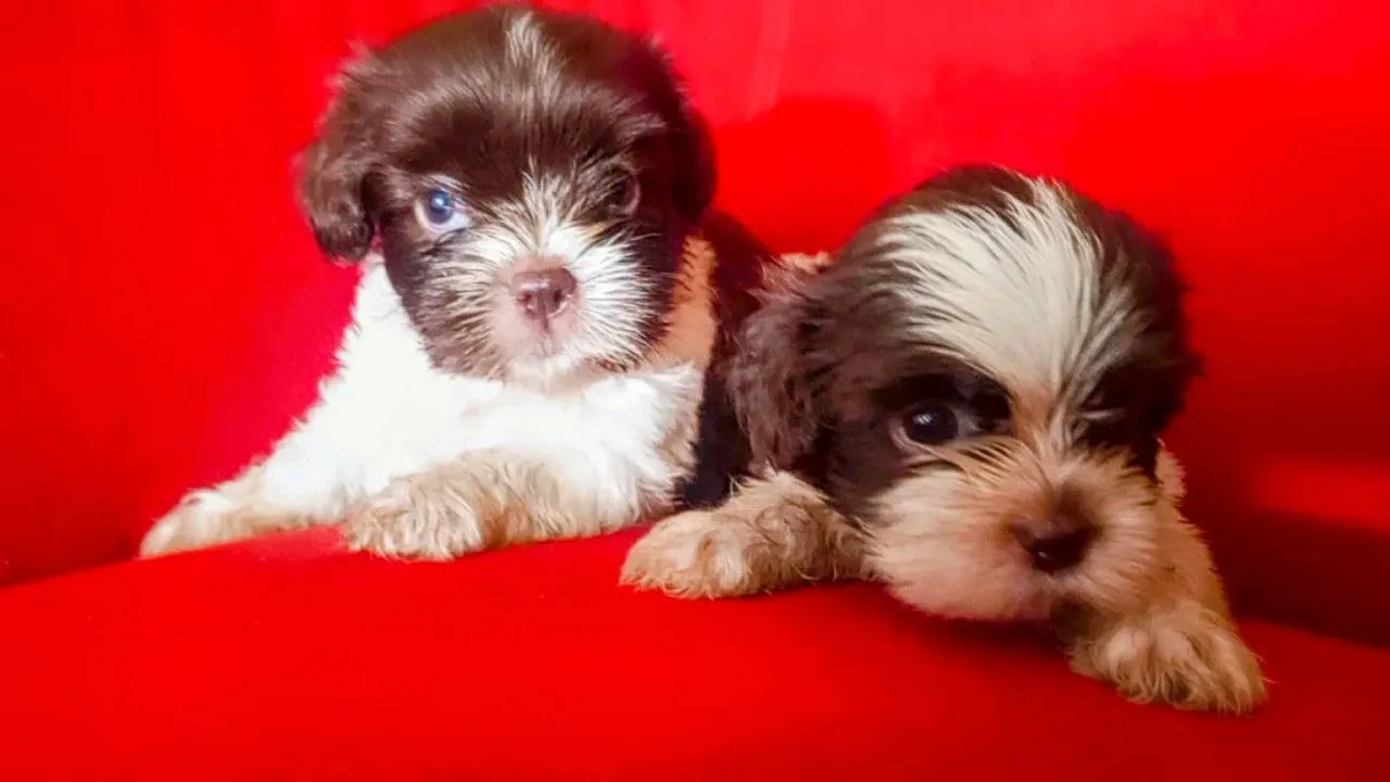 Vendo filhotes Shih Tzu com 