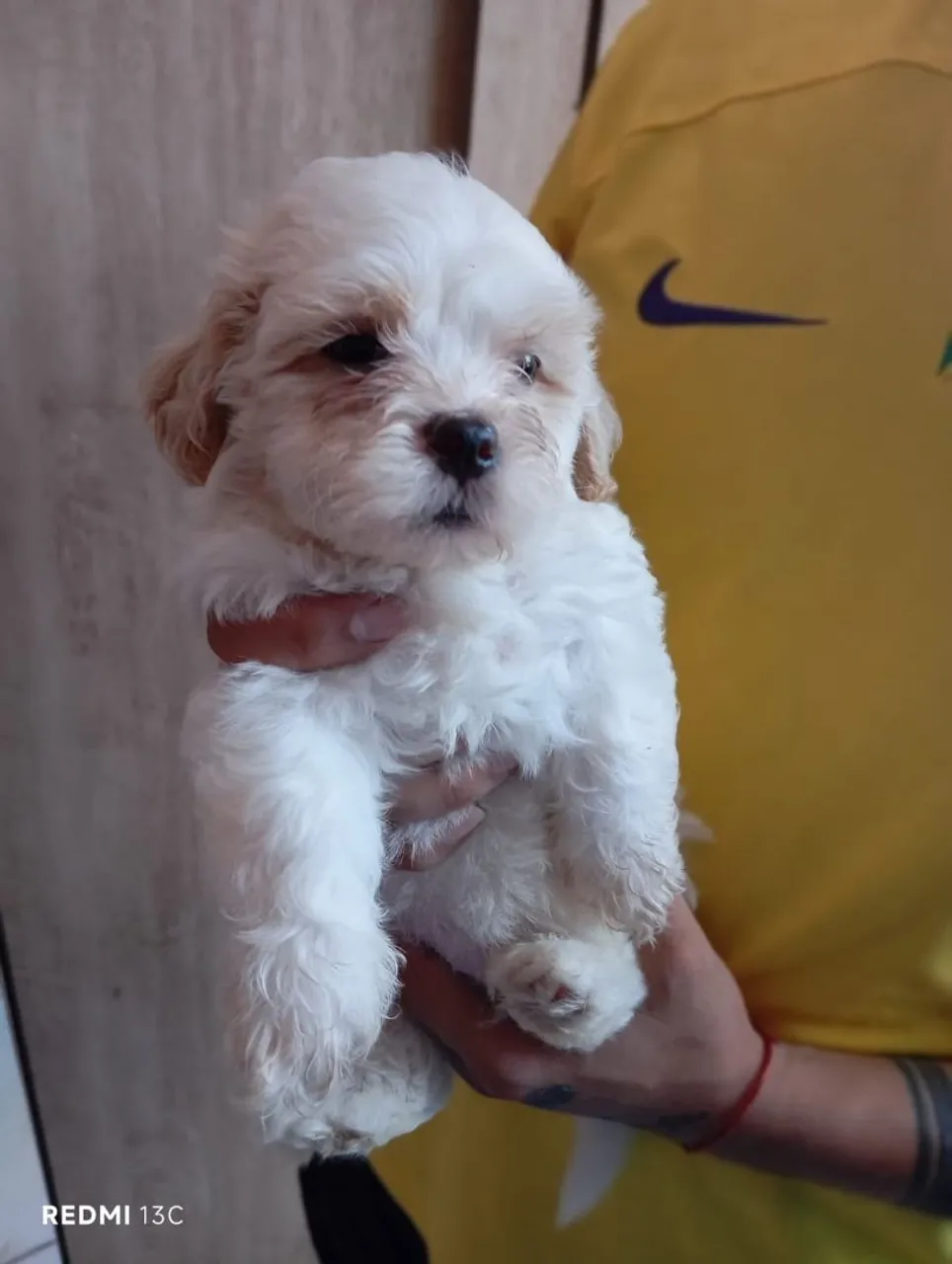 Filhotes de Shitzu 2macho 2 meses 400 reais