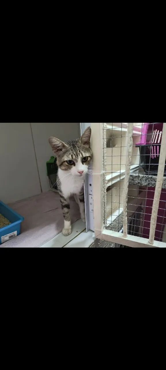 Gato disponível para adoção - Foto 2