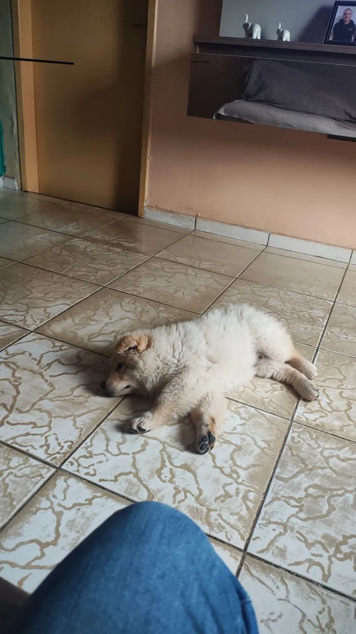 Ainda tenho Chow Chow ! - Foto 3