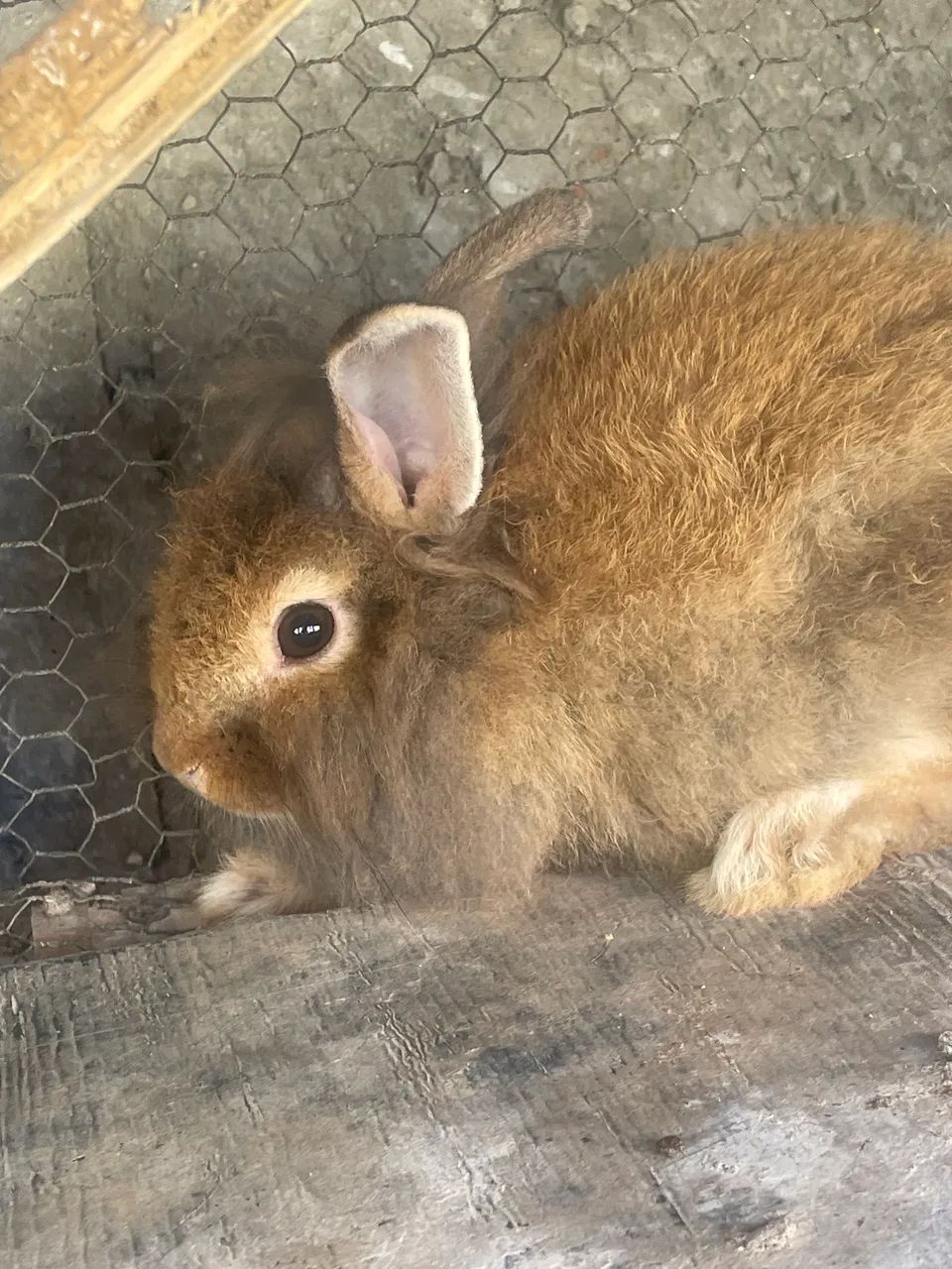 Filhotes de coelho  - Foto 3