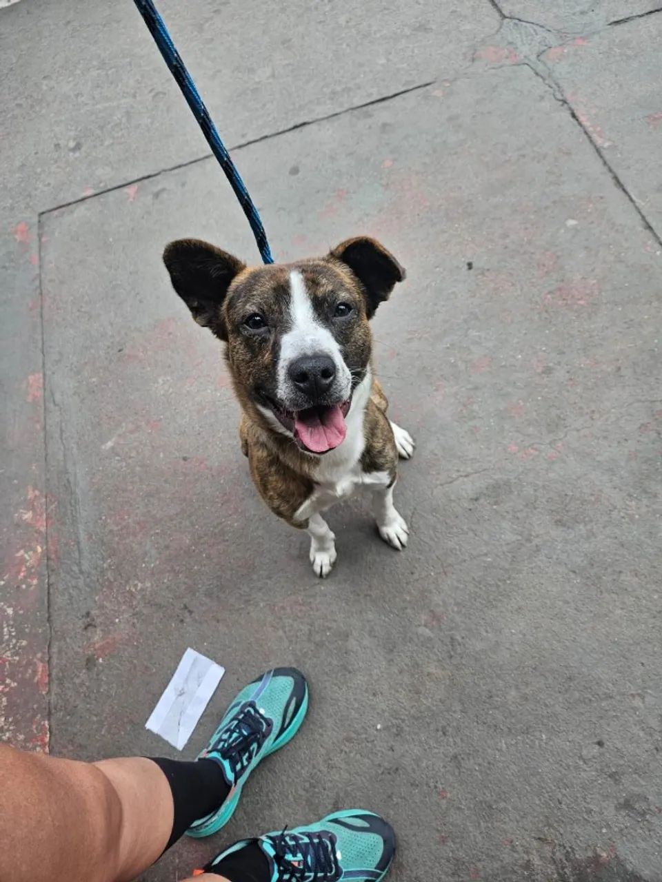 Cachorro Adulto - American Pitbull Terrier Tigrado  - Foto 3