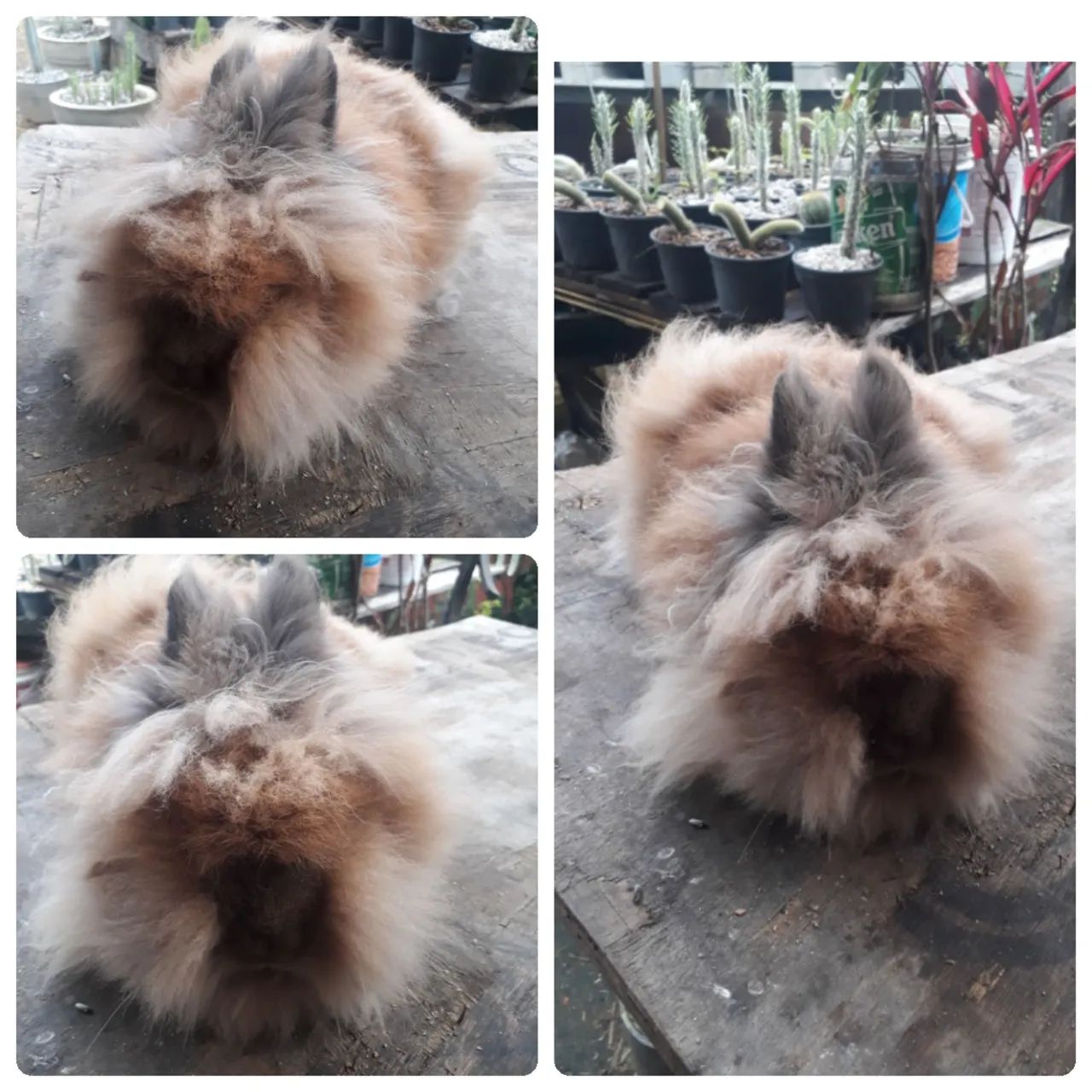 Coelho  Lion Head raça pura albinos  - Foto 3