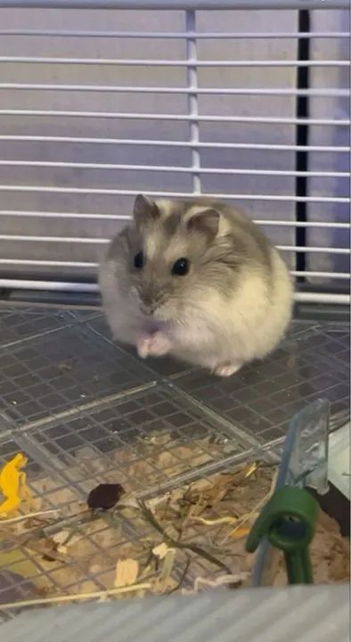 Doação de Hamster - Foto 2