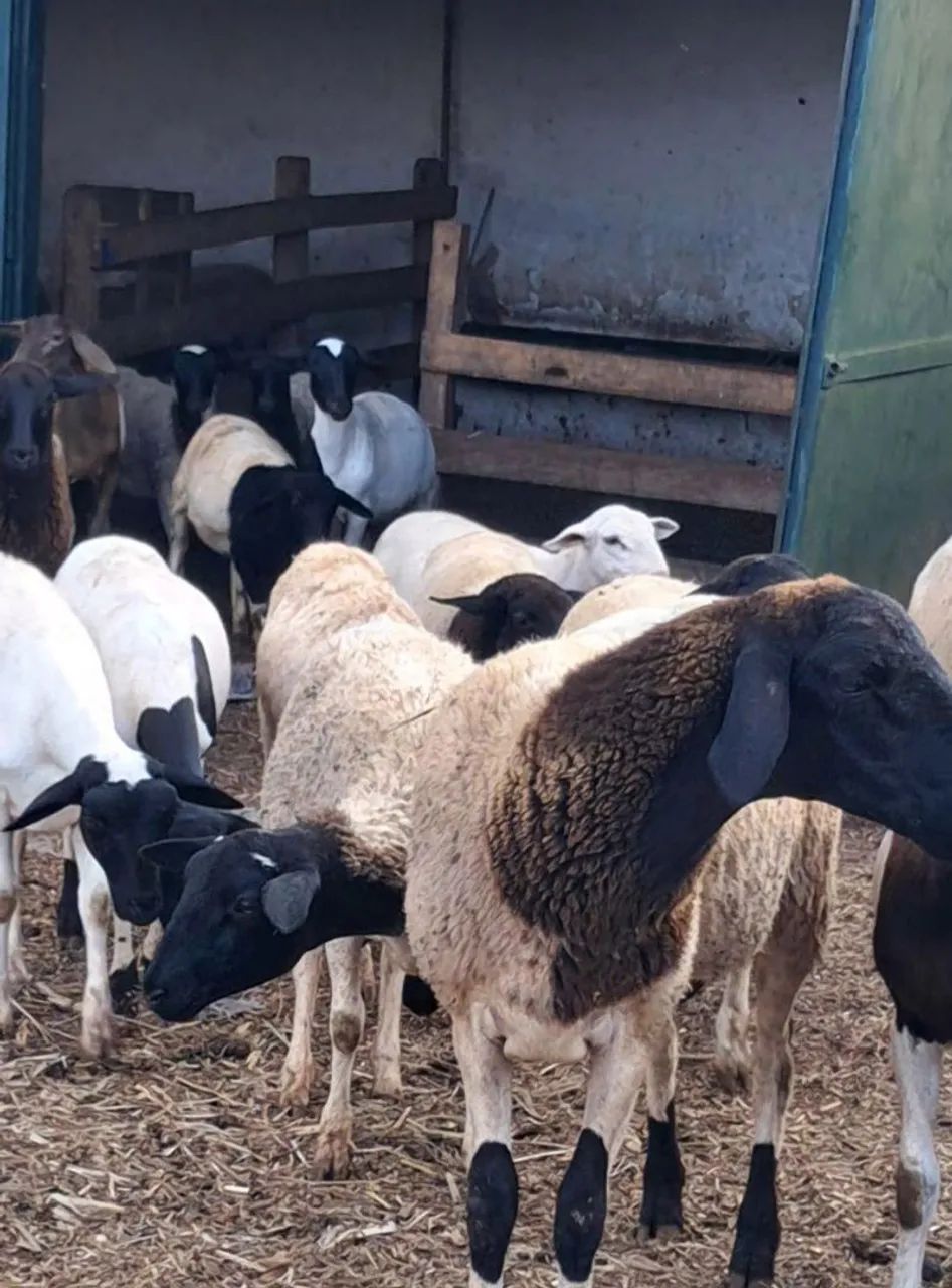 Ovelhas para venda - Foto 2