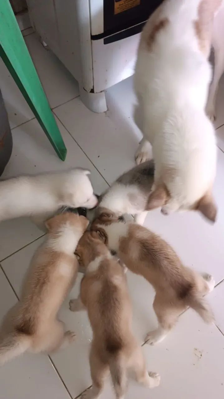 Filhote de Husky Siberiano, 1 mês de idade. Olhos azuis  - Foto 3