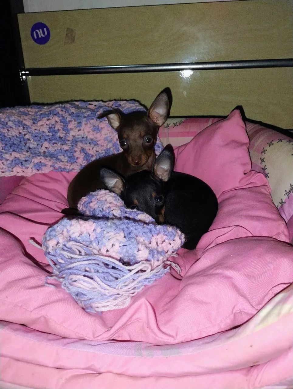 Micro Pinscher Fêmea 00 - Alto padrão  - Foto 3