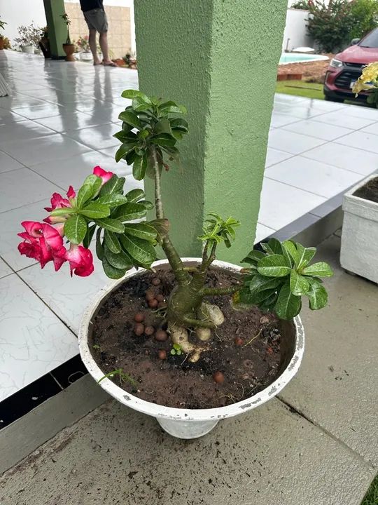 Rosas do deserto com vasos