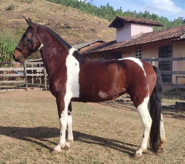 Égua MARCHA PICADA  - Foto 6