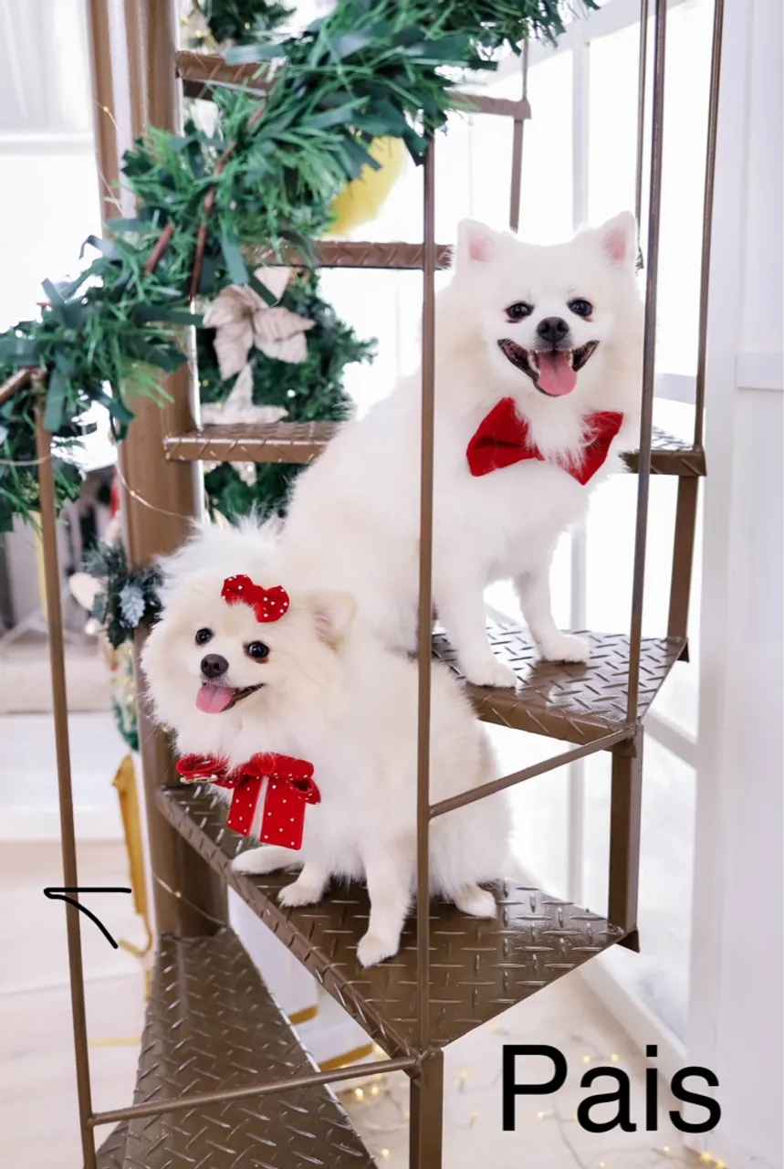 Lulu da Pomerania Spitz Alemão