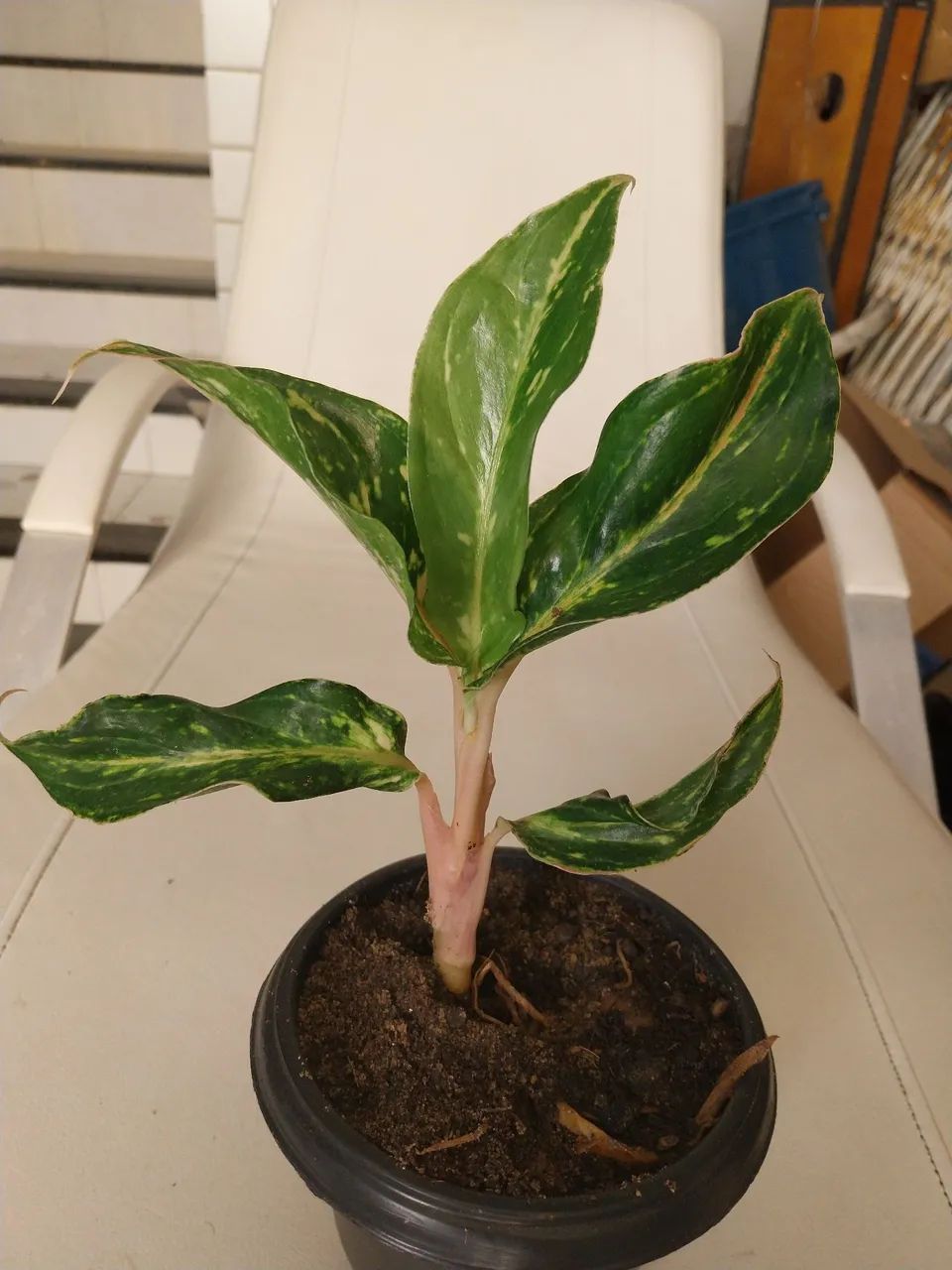 Vasos Aglaonema Mini Sumatra - Foto 2