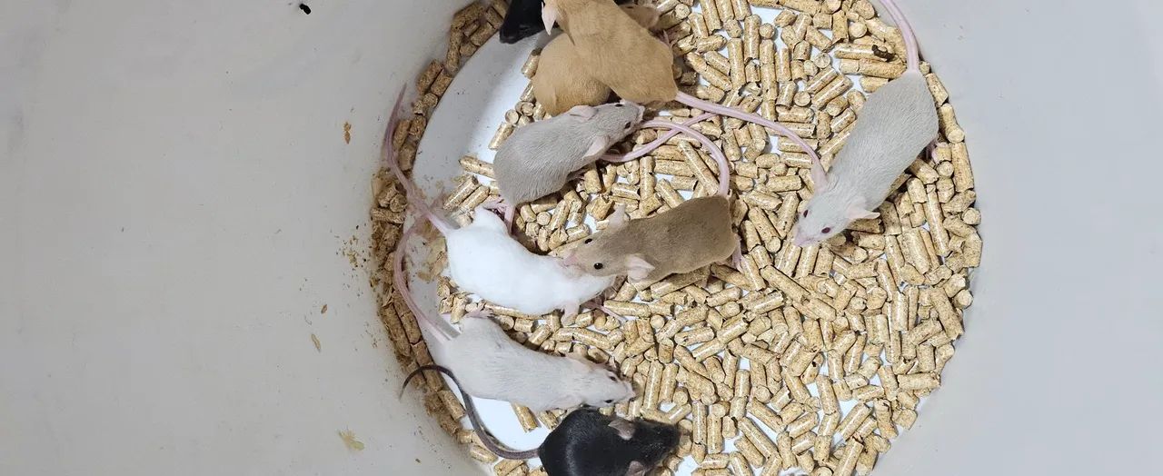 Lindos filhotes de camundongos para venda! - Foto 2