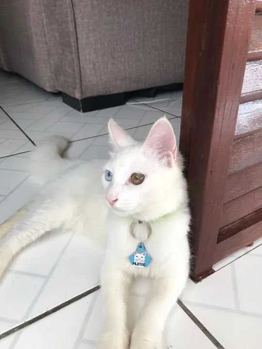 Gato da raça Khao Manee com heterocromia  - Foto 3