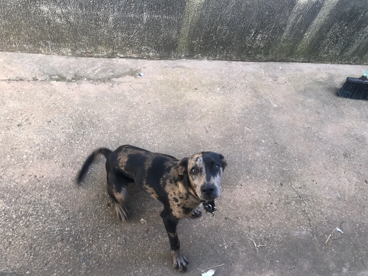 Cão com pelagem exótica para adoção