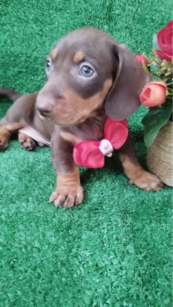 Teckel mini chocolate Macho - Uma fofura -  - Foto 6