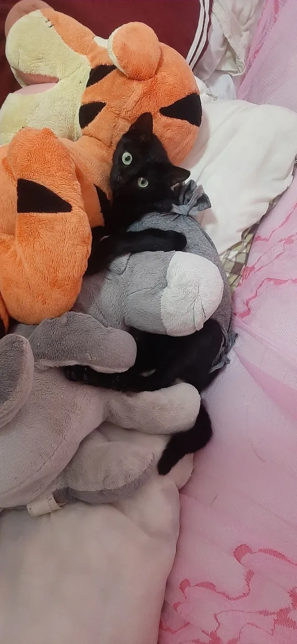Gata de pequeno porte extremamente dócil