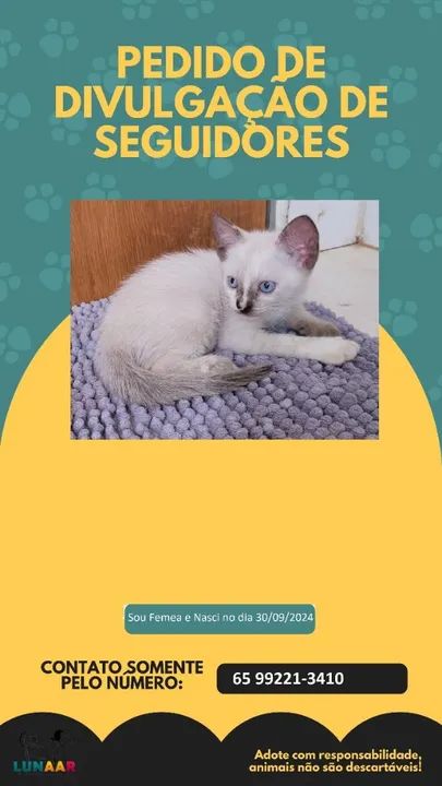 Lindos filhotes para adoção Responsável! - Foto 2