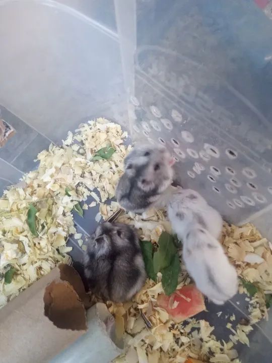 Hamster anão russo  - Foto 2