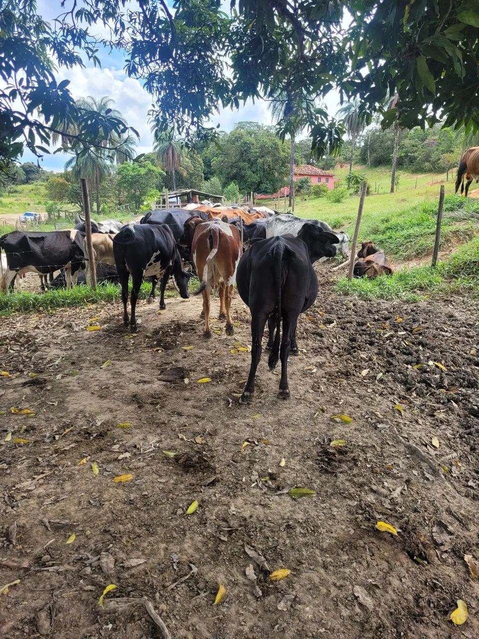 Vacas e novilhas  - Foto 6