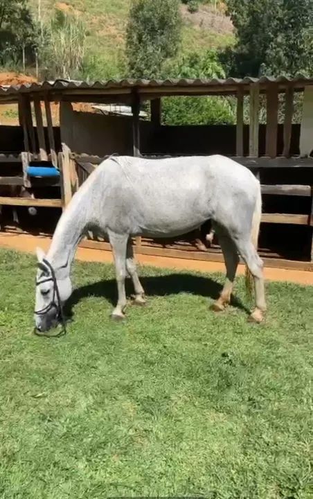 Egua marcha picada ( pra sair rapido) - Foto 3