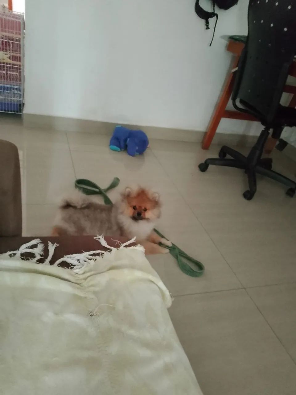 Spitz alemão  - Foto 4
