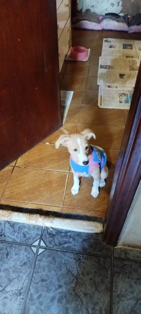 Doa-se uma cachorrinha  - Foto 2
