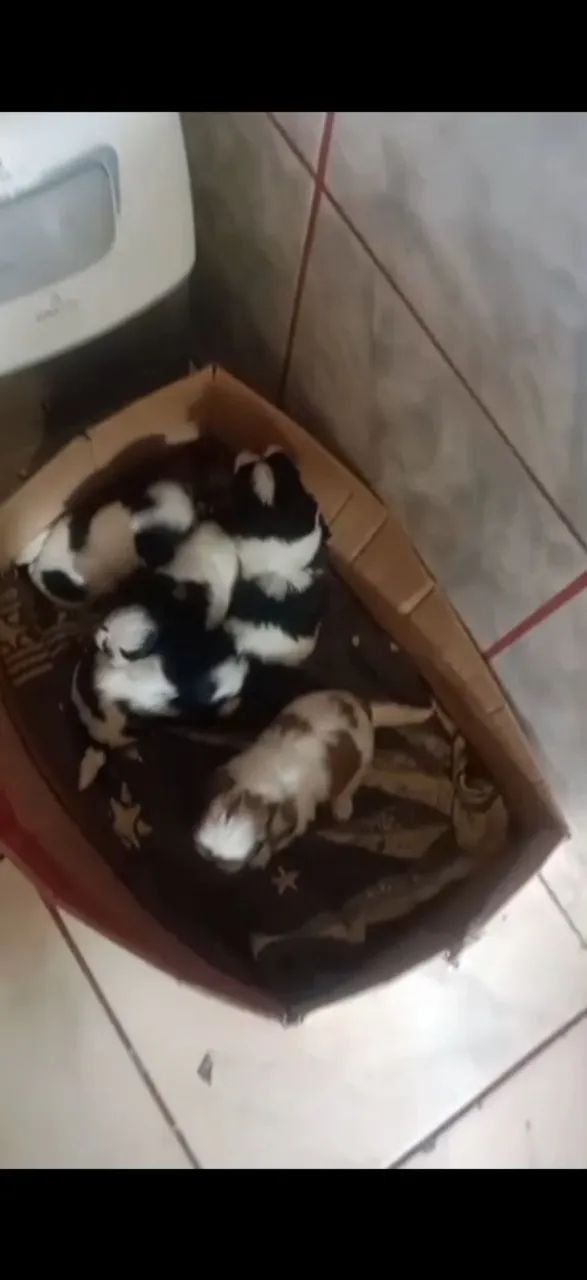 Nenéns ainda disponíveis  - Foto 3