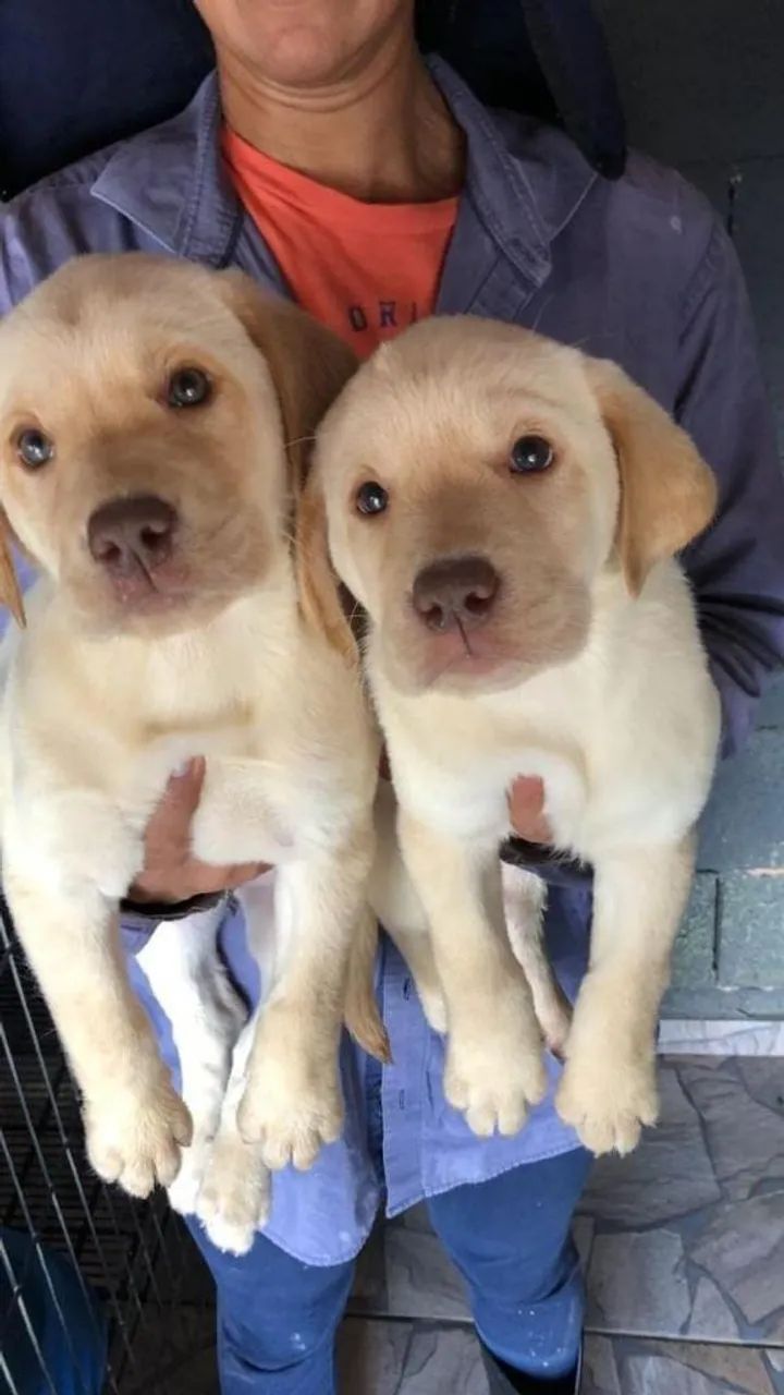 Labrador filhotes disponiveis