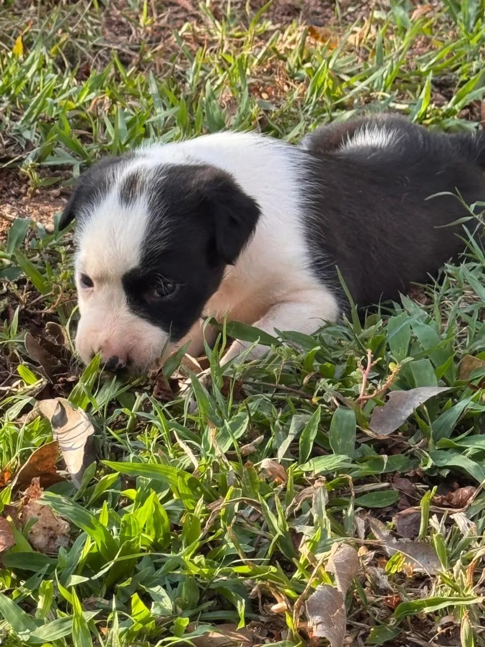 Border collie tricolor - Foto 4
