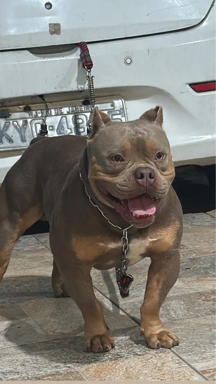 American bully - Foto 2